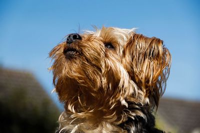 Close-up of a dog looking away