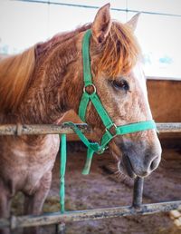 Close-up of a horse standing in ranch