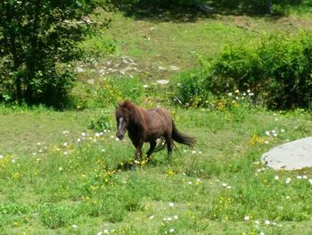 Rabbit on grassy field