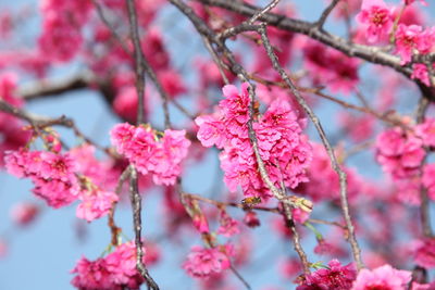 Close-up of pink cherry blossoms in spring