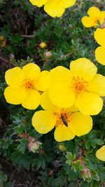 Close-up of yellow flowers blooming outdoors