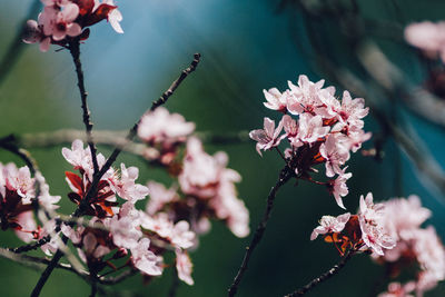 Close-up of pink cherry blossoms in spring