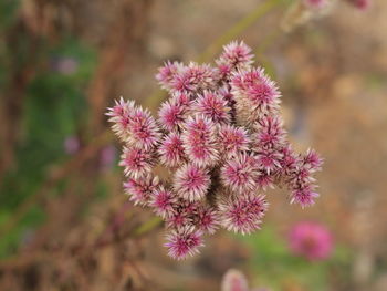 Close-up of pink flowering plant