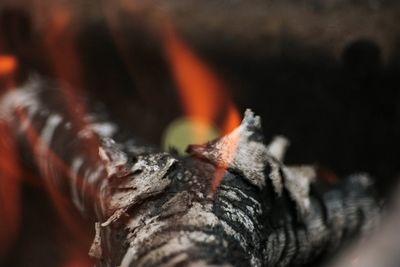 Close-up of bonfire at night