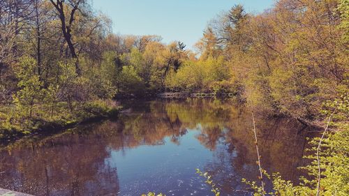 Reflection of trees in lake