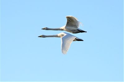 Low angle view of seagull flying in sky