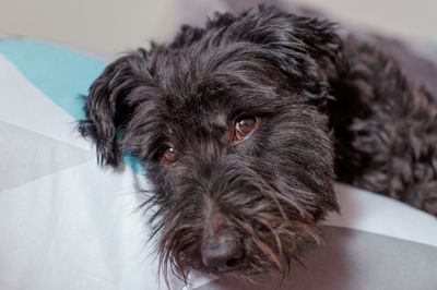Close-up portrait of dog
