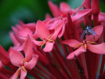 Close-up of insect on pink flowering plant