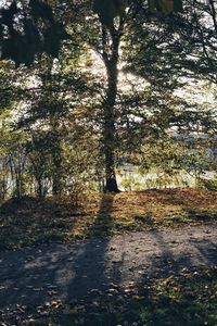 Shadow of tree on field in forest