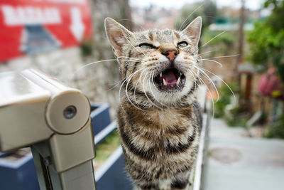 Close-up portrait of a cat