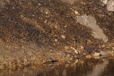 View of a bird drinking water