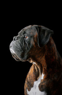 Close-up of dog over black background