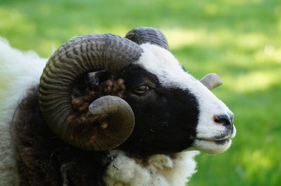 Close-up portrait of sheep