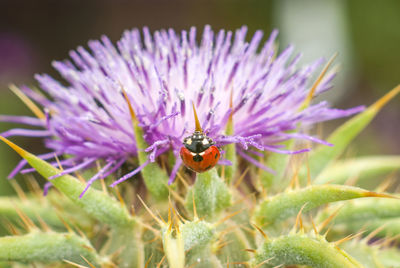 Close-up of insect on purple flower