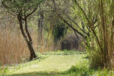 Scenic view of forest