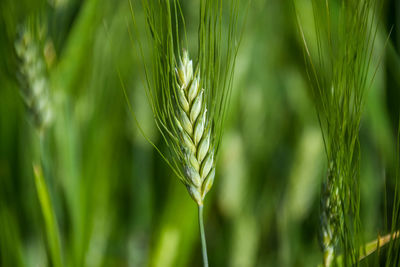 Close-up of wheat growing on field