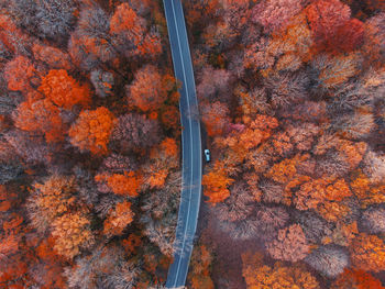 Aerial view over the forest and road, on a beautiful autumn