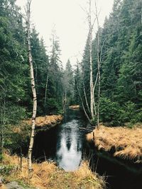 Scenic view of waterfall in forest against sky