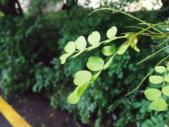 Close-up of plant