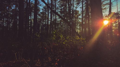 Sun shining through trees