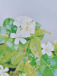 plant