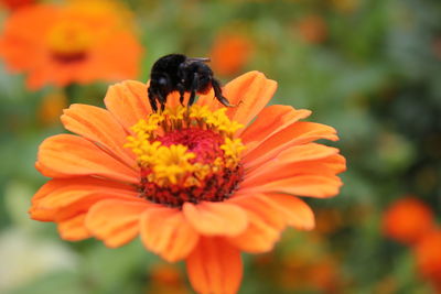 Close-up of bee pollinating flower