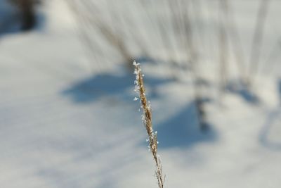 Close-up of frozen tree during winter