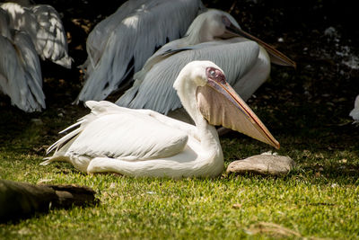 Pelicans relaxing on grassy field during sunny day