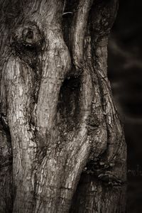 Close-up of tree trunk