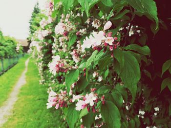 Close-up of pink flowers