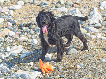 Dog on rock at beach