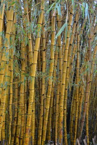 Full frame shot of bamboo tree