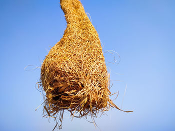 Close-up of dried plant against clear sky