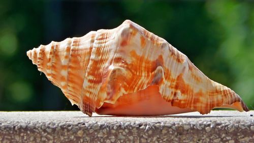 Close-up of a shell