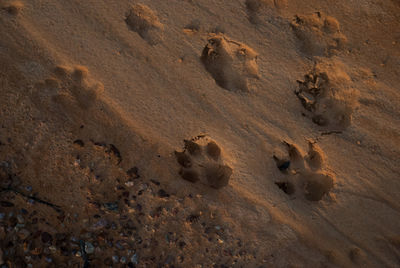 High angle view of paw print on sand at beach