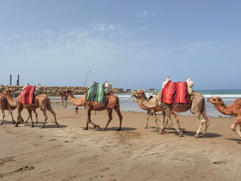 Camel caravan on the beach