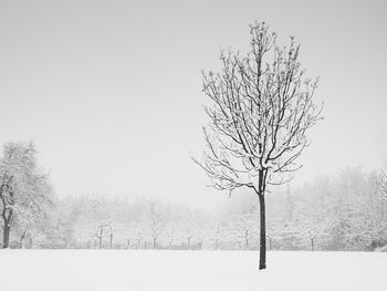 Bare tree on snow covered landscape