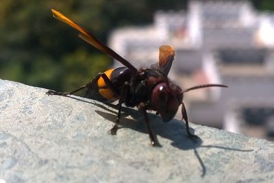 Close-up of insect