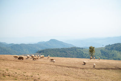 Scenic view of landscape against clear sky