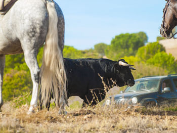 Cow grazing on field