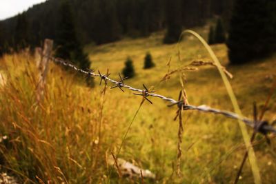 Barbed wire of fence on field