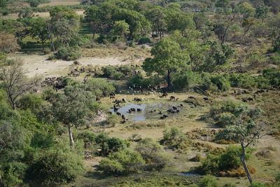 High angle view of cape buffalos on field