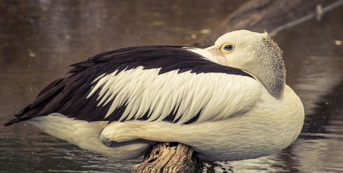 Close-up of a bird