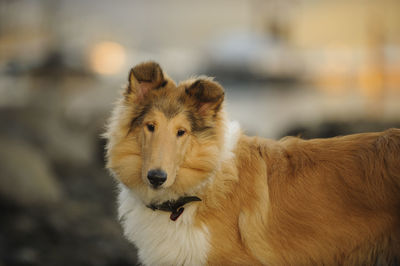 View of contemplative collie dog