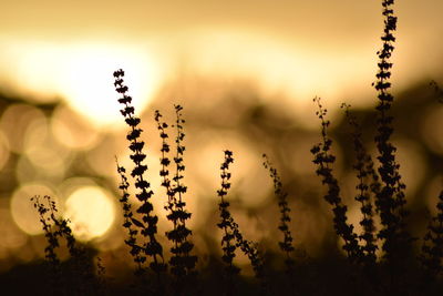 Close-up of silhouette plants against sky during sunset