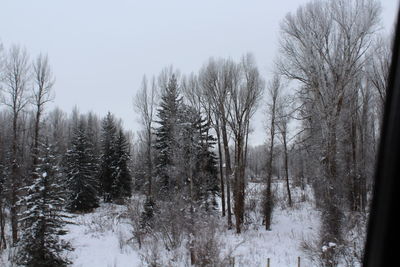 Frozen trees in forest during winter