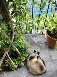 View of cat by potted plants