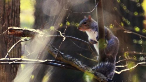 Close-up of squirrel on tree