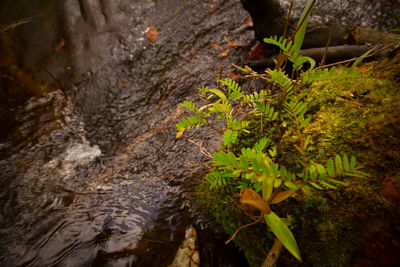 Close-up of plant growing on rock