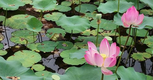 Pink lotus water lily in lake